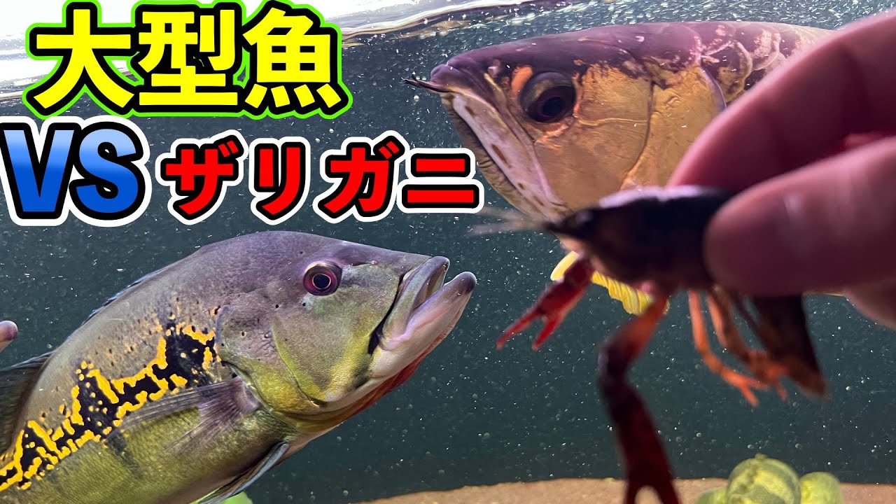 Predation'' The results of feeding live crayfish to large fish for