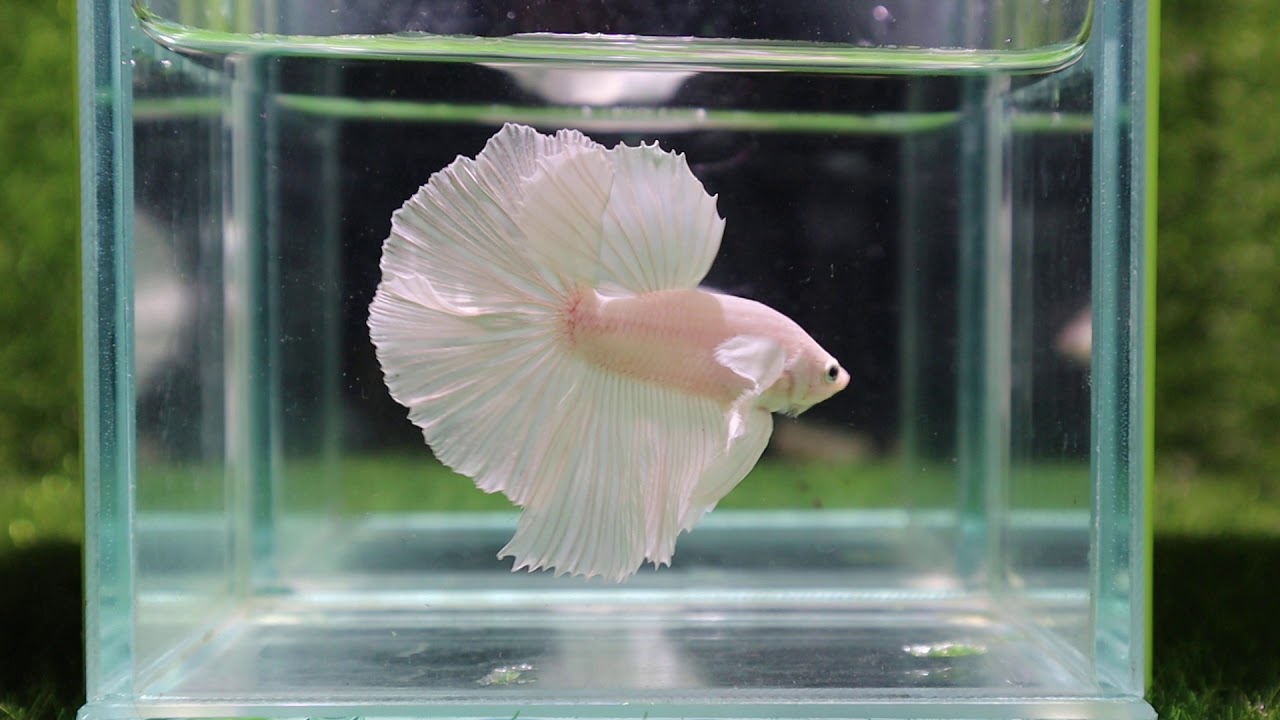 [77_A3]Live Betta Fish HighQuality Male White-Angel Halfmoon 📸Video ...