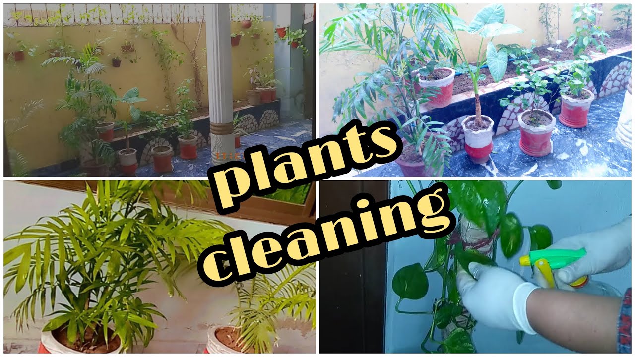 How to clean indoor plants plants care and cleaning simple food