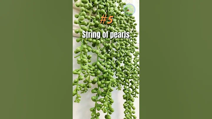 10 best houseplants for kitchen #shorts #houseplants #plansinkitchen