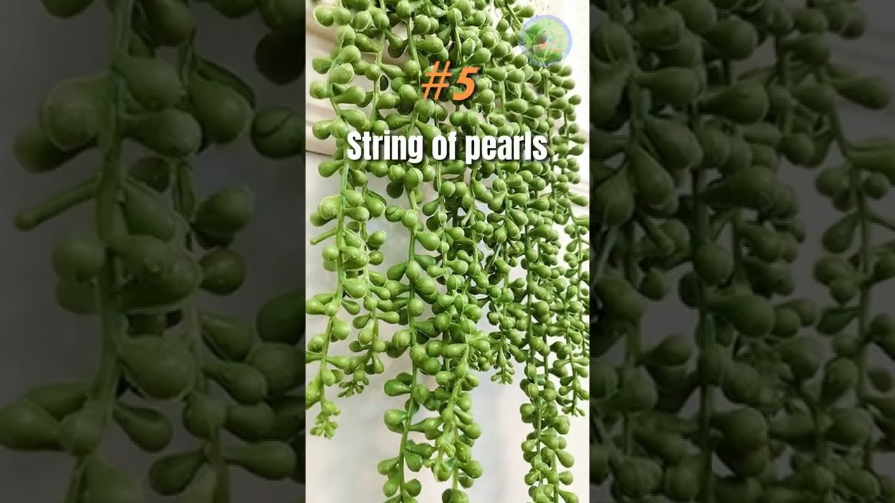 10 best houseplants for kitchen 