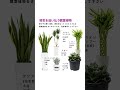 金運アップの観葉植物 #観葉植物 #風水