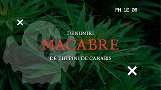 Denumiri mai puțin obișnuite de tulpini de canabis