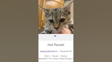 once again silly cat names on petfinder #cat #cats #catlover