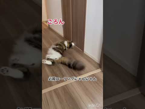 ママを探してゴロゴロする甘えん坊のサイベリアン子猫#shorts