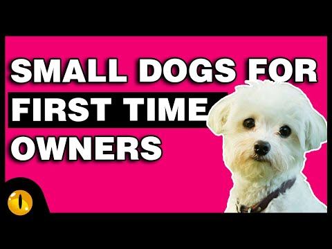 वीडियो: पहली बार के मालिकों के लिए सबसे छोटे कुत्ते