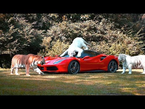 I Hired REAL Tigers To Prank My Mom!