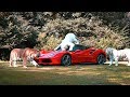 Ferrari Gets Attacked By Tigers Prank On Mom!