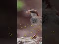 Pardais realmente têm piolhos? #animais #pardal #natureza