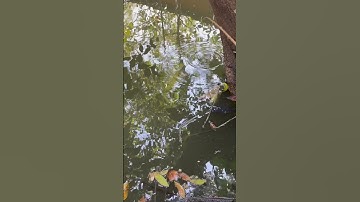 Câu cá rô đồng, dính rô mề góc cây #shorts