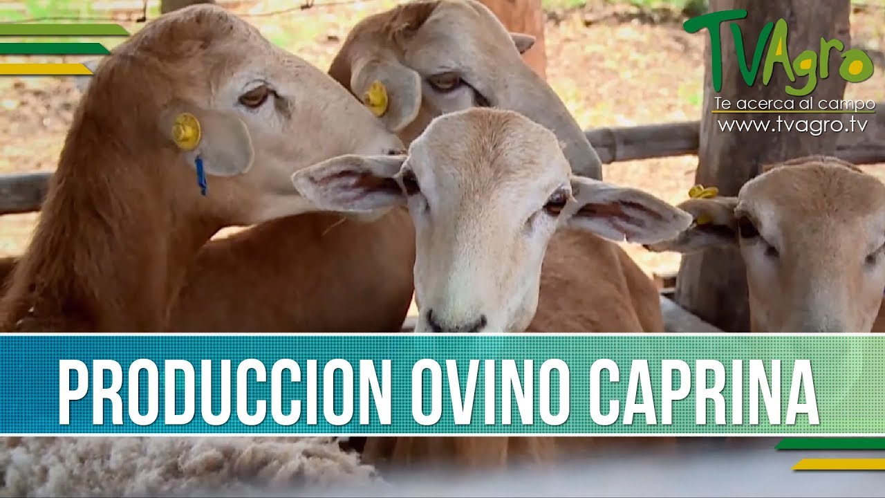 Como es la Produccion Ovino Caprina