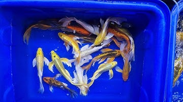 Cá koi bướm, chép phụng combo 9 con