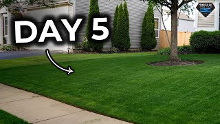 This Grass Takes Only 7 days to Germinate 🚀 by Princess Cut Lawn Care 50,284 views 1 year ago 6 minutes, 5 seconds