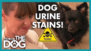 Victoria Shows Family how Infested their Home Really Is😬 | It’s Me or The Dog by It's Me or the Dog 31,639 views 2 weeks ago 6 minutes, 34 seconds