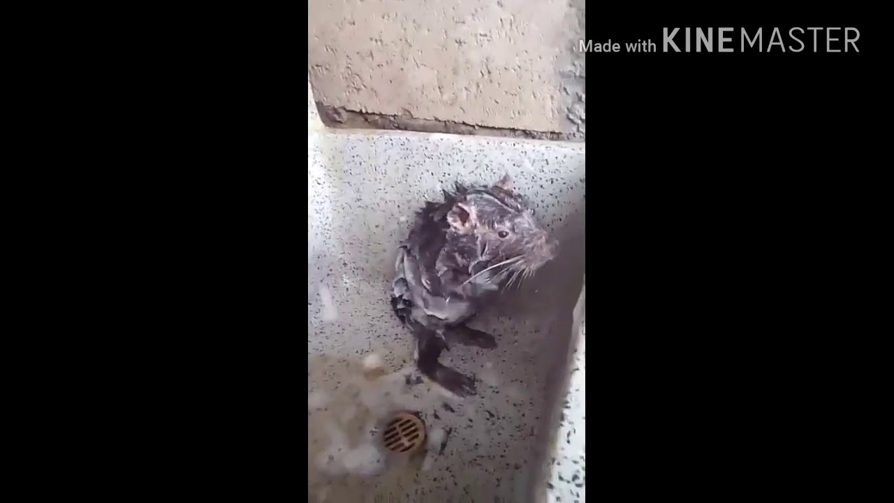 Why do rats steal soap😋😋😋 YouTube