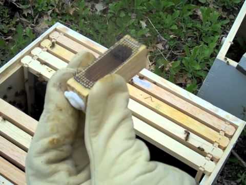 How To Install Bees To Top Bar Hive  Doovi