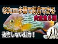 【決定版】60cm水槽で一生飼える！最高の肉食魚 Vol.2【淡水魚 アクアリウム】