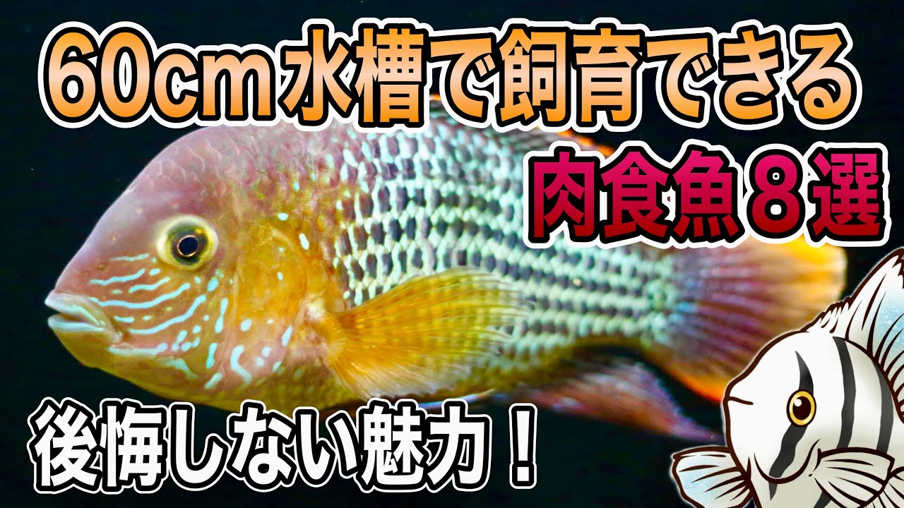 【決定版】60cm水槽で一生飼える！最高の肉食魚 Vol.2【淡水魚 アクアリウム】