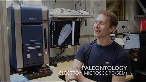 Scanning Electron Microscope (SEM)
