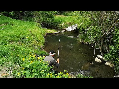 Video: Cum Să Prinzi Păstrăv De Râu
