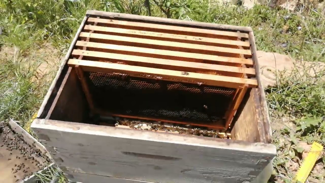 إذا وجدت هذه الظاهرة فعليك أن تضيف العاسلة بسرعة قبل أن يحدث التطريد