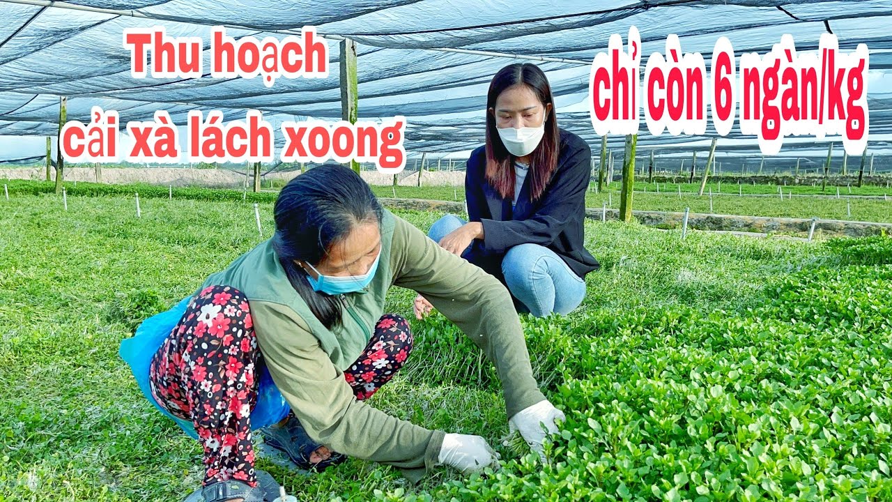 GIẢI CỨU CẢI XÀ LÁCH XOONG BÀ CON THỊ XÃ BÌNH MINH NGHẸN NGÀO MẤT GIÁ | MỸ NHÂN VĨNH LONG