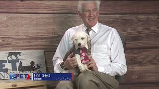 Pet Connection Finn 2-9-23