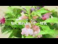 9月18 誕生花 鳳仙花