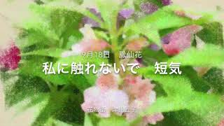 9月18 誕生花 鳳仙花