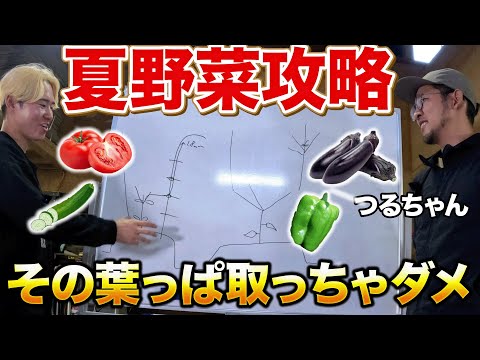 野菜ちゃん様 Collaboration] Things to keep in mind to successfully grow summer