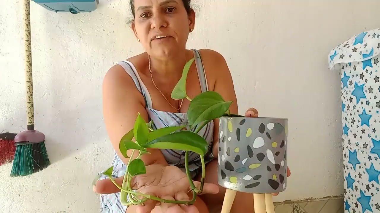 As mudas de jibóias