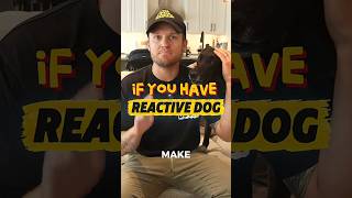 Your Reactive Dog Does Not Need to Like Every Dog
Your reactive dog does not need to love every dog they see.
I am not looking for play or greetings. I want your dog to exist around other dogs without losing control.
Sometimes neutrality is enough. Your Reactive Dog Does Not Need to Like Every Dog