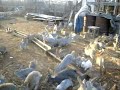 100 жырных кроликов 3