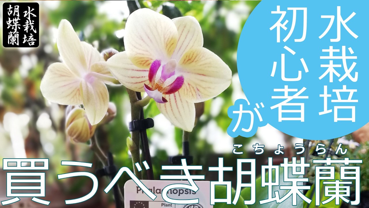 Hydroponics] The Best Phalaenopsis Orchids for Beginners to Buy