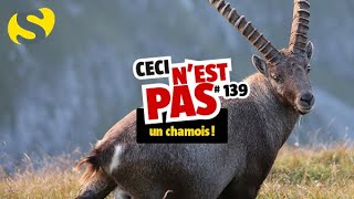 Bouquetin Ou Chamois Comment Faire La Difference La Salamandre