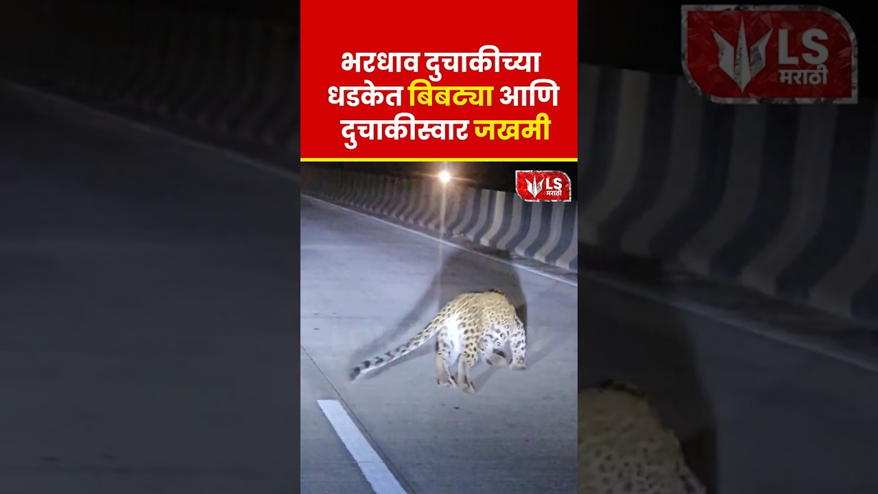 Sangli | बिबट्याने दुचाकीला धडक दिली, दोघे गंभीर जखमी 