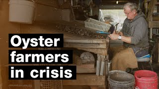 Oyster farmers in crisis