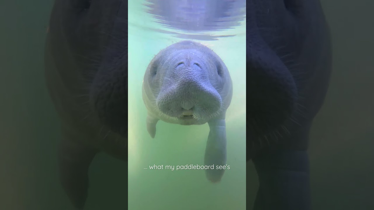 Have you ever seen a manatee😍 this was a dream come true 
