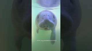 Have you ever seen a manatee😍 this was a dream come true #florida #manatee #visitflorida #manatees