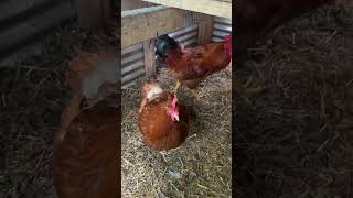 Egg collection on farm 6/16🥚#shorts #chicken #shortvideo #short #shortsfeed #farm #hen #egg #reels