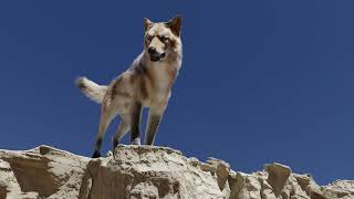 Desert Wolf