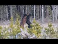 Canadian Wild Horses ;; Alberta ..by Ken McLeod .