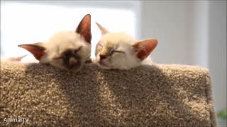 Siamese Kittens Playing  Cute Compilation