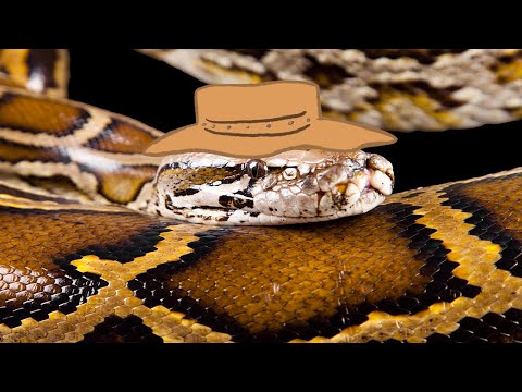 Burmese Python