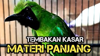 Cucak Ijo Bongkar Isian Tembakan Panjang