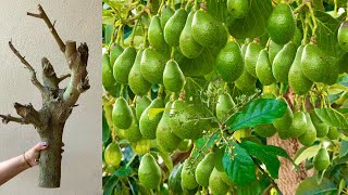 Grow Avocado Plant From Seed at Home / HOw to cutting avocado to grow 100%