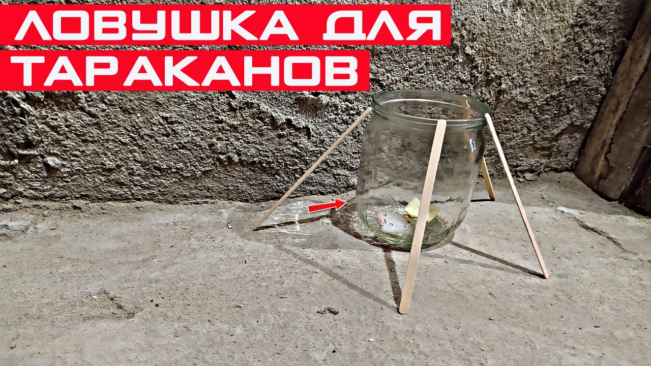 Простая ловушка для тараканов! Как бороться с тараканами.