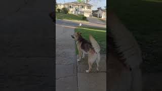 Wet Dog HOT Dog! #goodboy #funny #cute #funnyvideo #waterdog #summer #waterfight