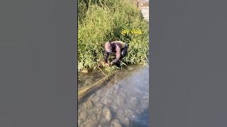 nag tago sa damohan para hindi makita #trendingvideo #fishing #amizing #nature #viralshorts #viral