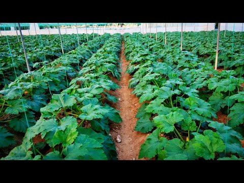 Video: Agroteknologi Zucchini Di Zon Pertanian Berisiko